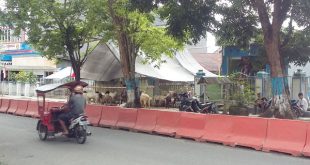 tampak gambar penjual musiman hewan qurban